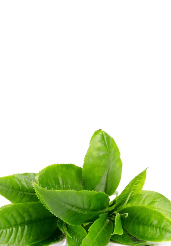 Tea tree-olja